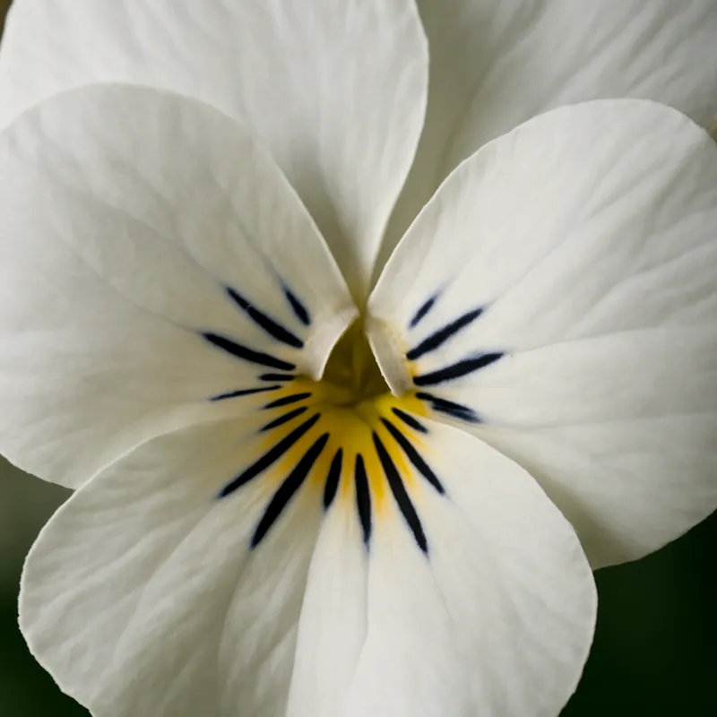 Viol – White – bilde 2