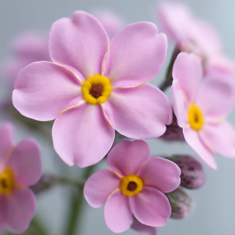 Forglemmeiei – Pink – bilde 2