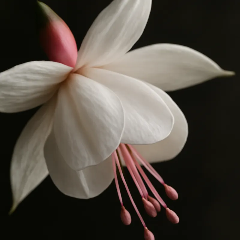 Fuchsia – White – bilde 2