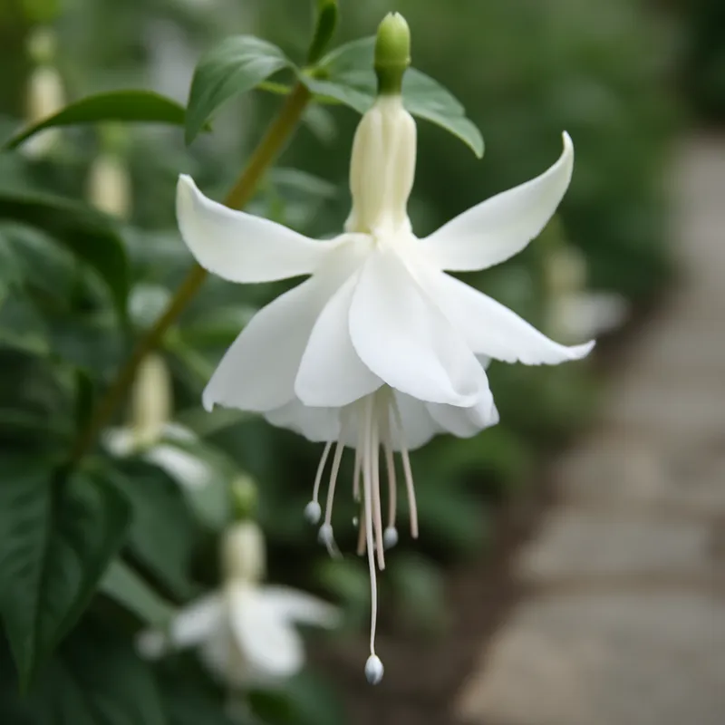 Fuchsia – White – bilde 4