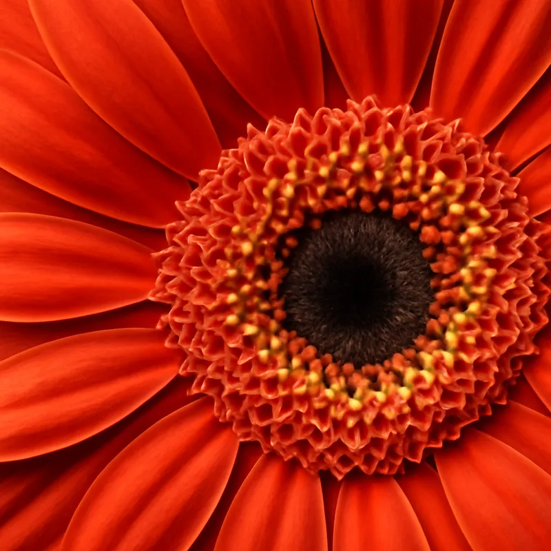 Gerbera – Classic – bilde 2