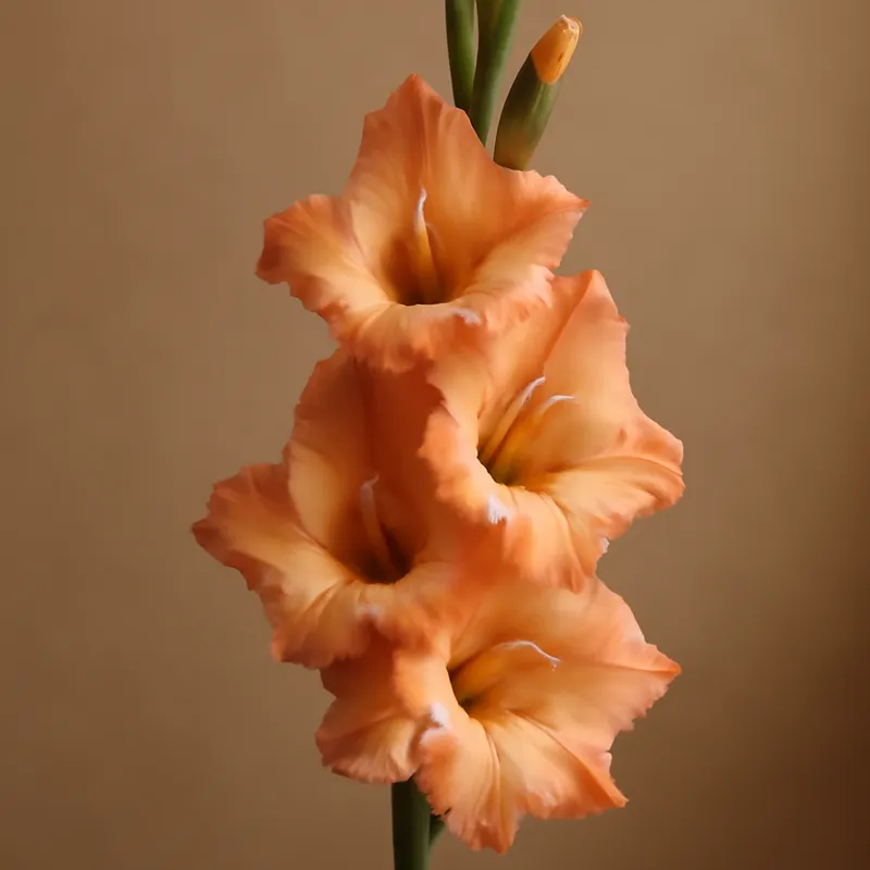 Gladiolus – Classic