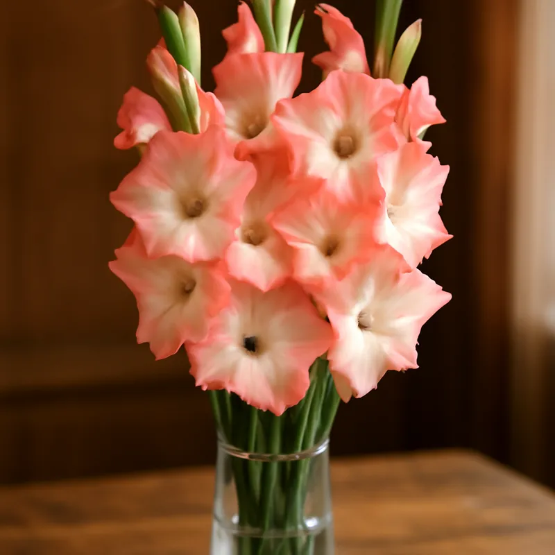 Gladiolus – Classic – bilde 3
