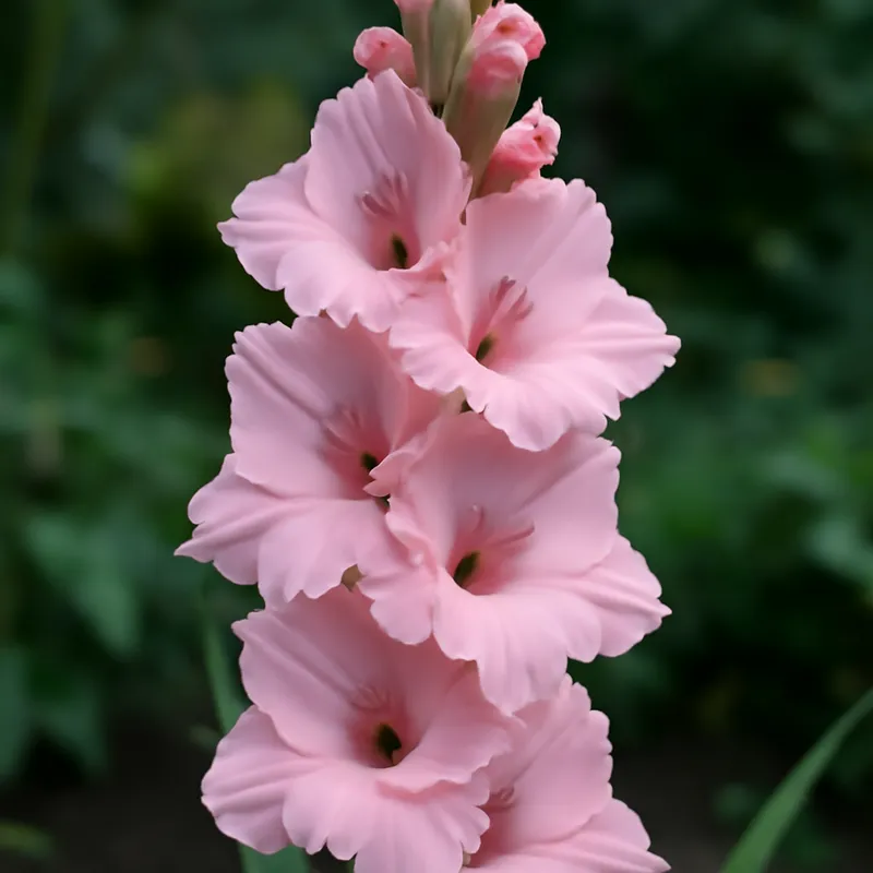 Gladiolus – Pink – bilde 4