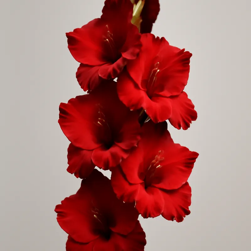 Gladiolus – Red