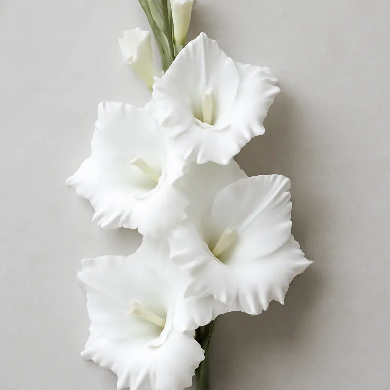 Gladiolus – White