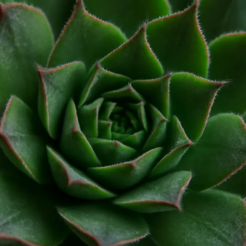 Takløk – Classic – bilde 2