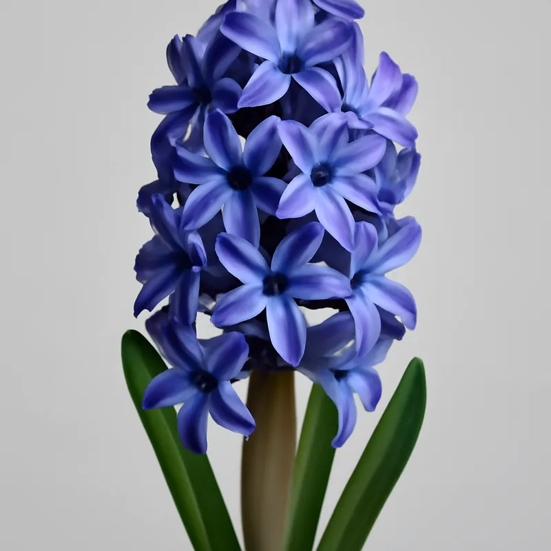 Hyacinth – Classic – bilde 1