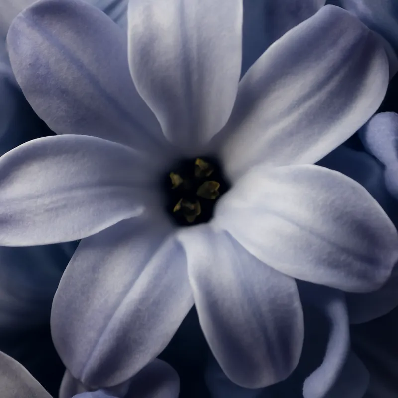 Hyacinth – Classic – bilde 2
