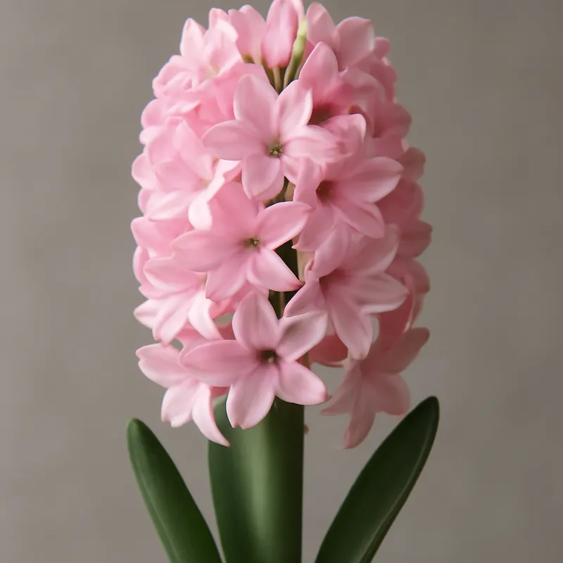 Hyacinth – Pink – bilde 1