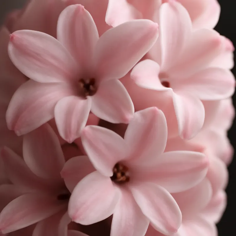 Hyacinth – Pink – bilde 2