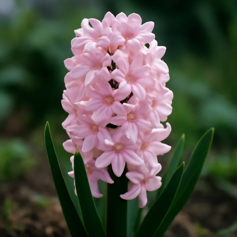 Hyacinth – Pink – bilde 4