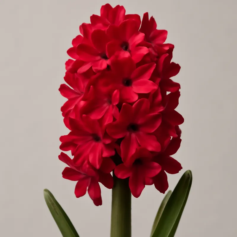 Hyacinth – Red – bilde 1