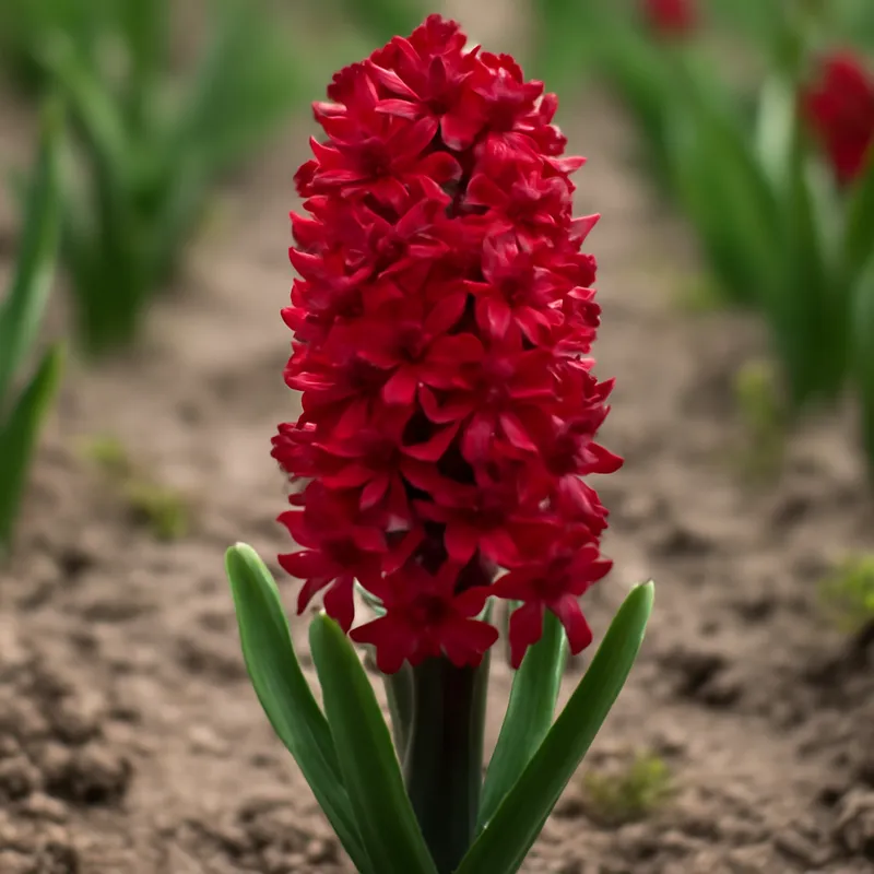 Hyacinth – Red – bilde 4
