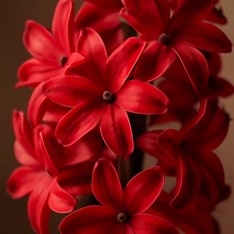 Hyacinth – Red – bilde 2