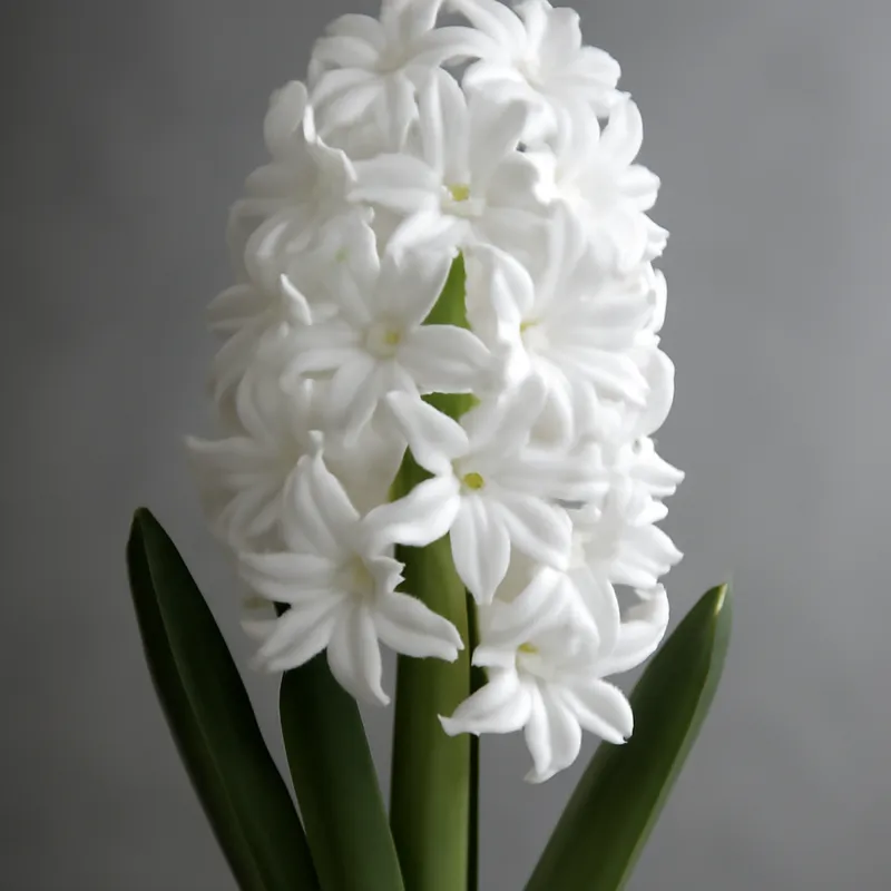 Hyacinth – White