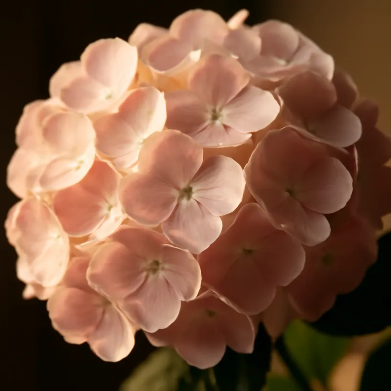 Hydrangea – Classic – bilde 2
