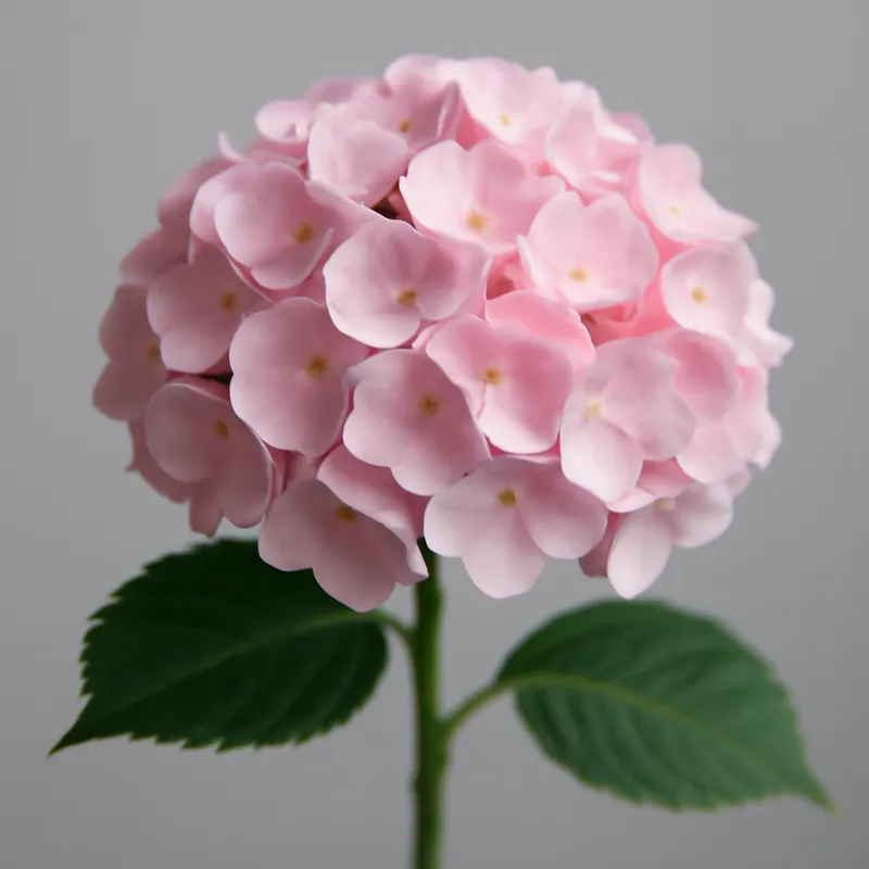 Hydrangea – Pink – bilde 1