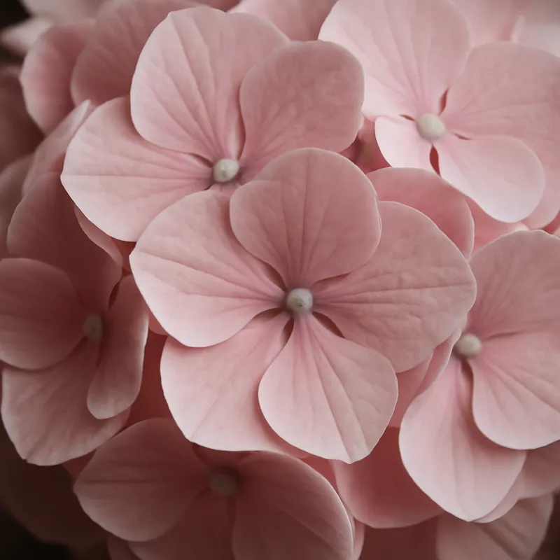 Hydrangea – Pink – bilde 2