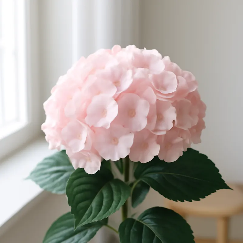 Hydrangea – Pink – bilde 3