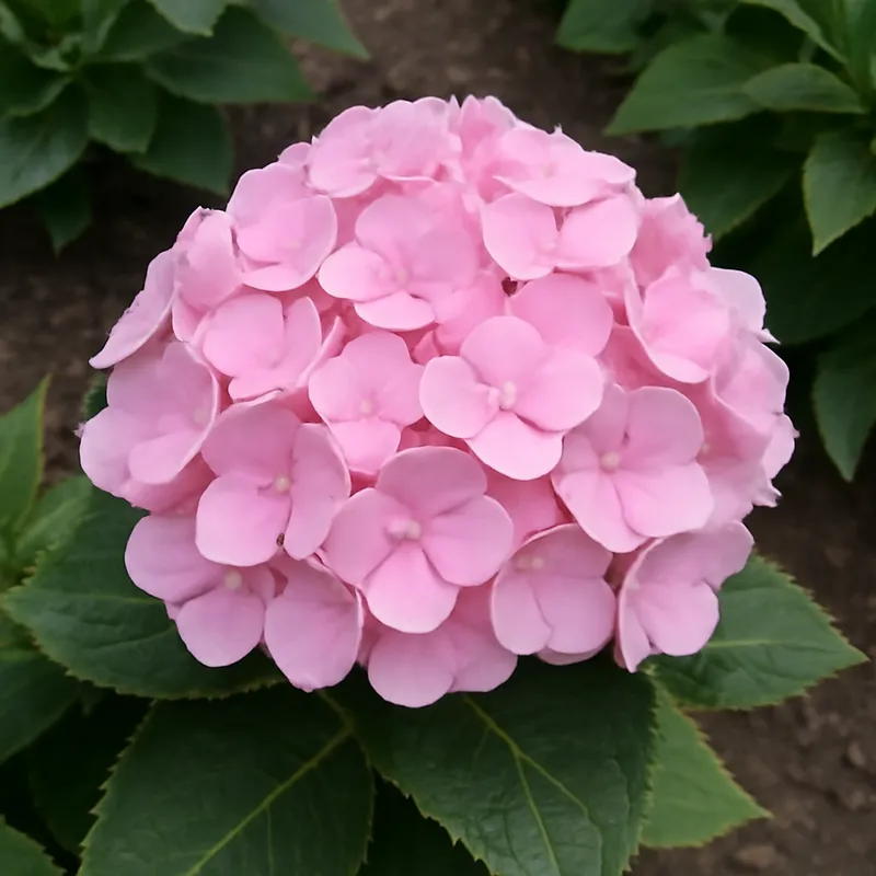 Hydrangea – Pink – bilde 4