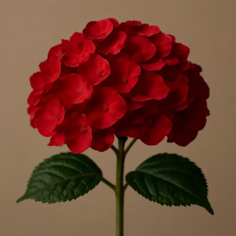 Hydrangea – Red
