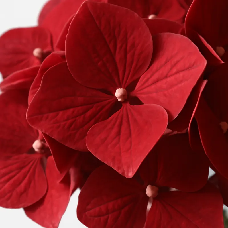 Hydrangea – Red – bilde 2