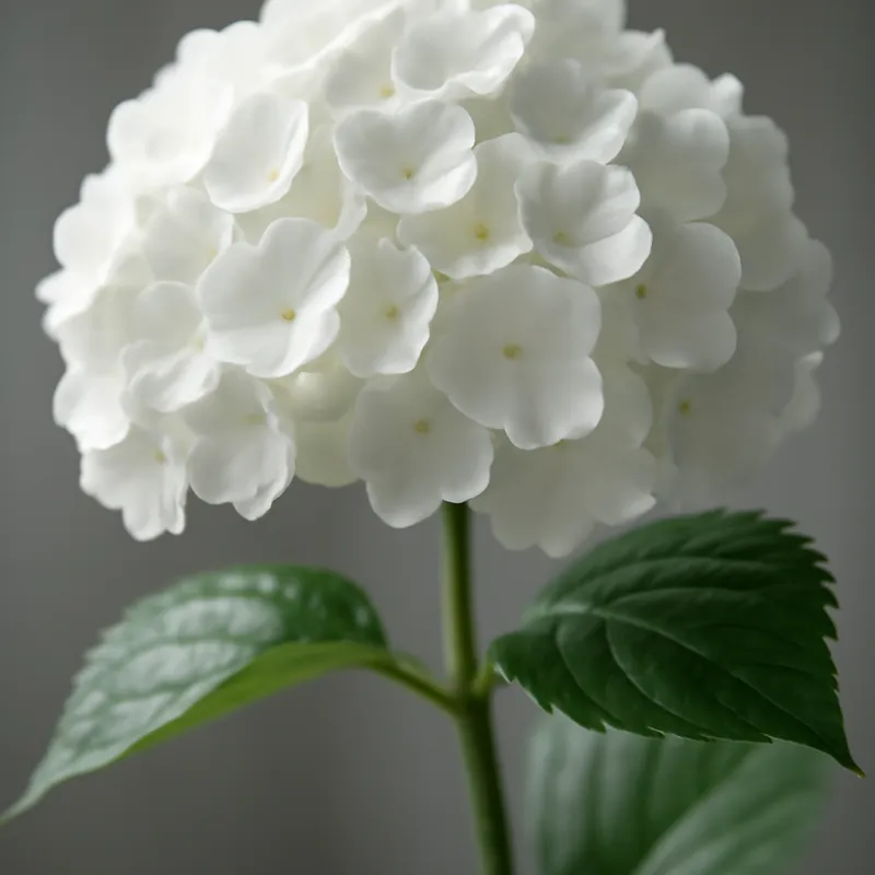 Hydrangea – White – bilde 1