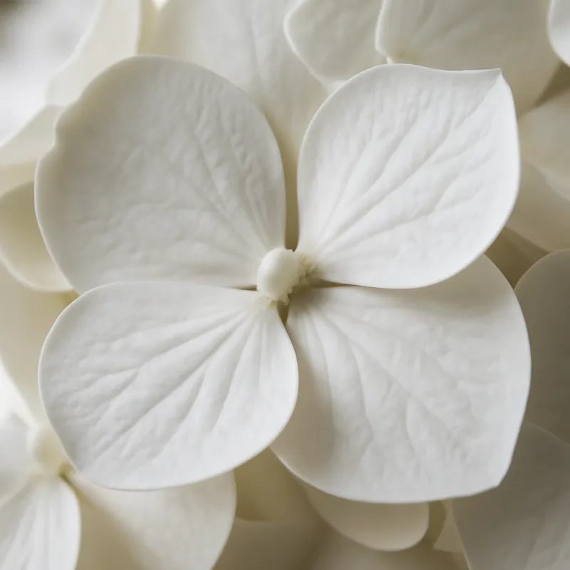 Hydrangea – White – bilde 2