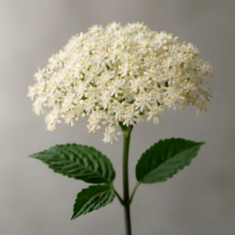 Hyll – Classic