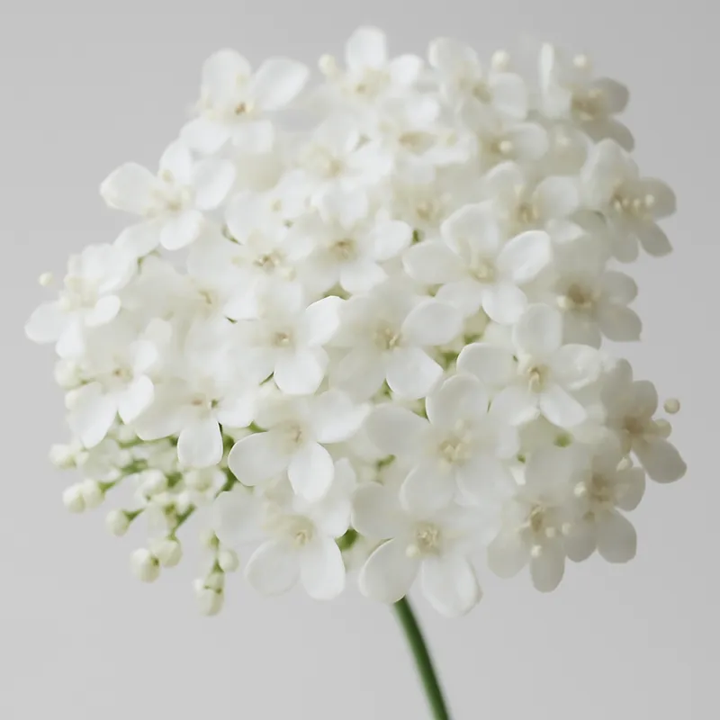 Hyll – White – bilde 2