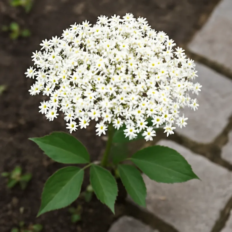 Hyll – White – bilde 4