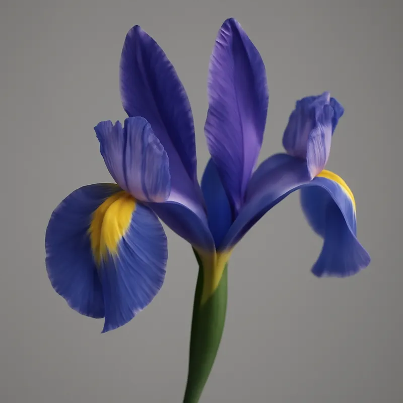 Iris – regal flower in blue and purple