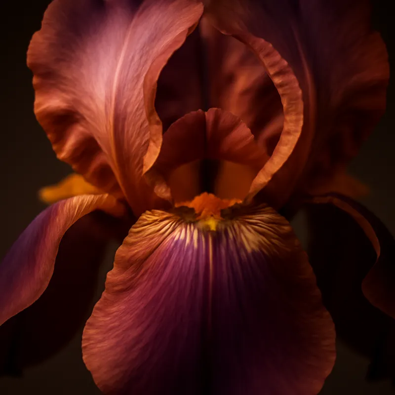 Iris – Classic – bilde 2