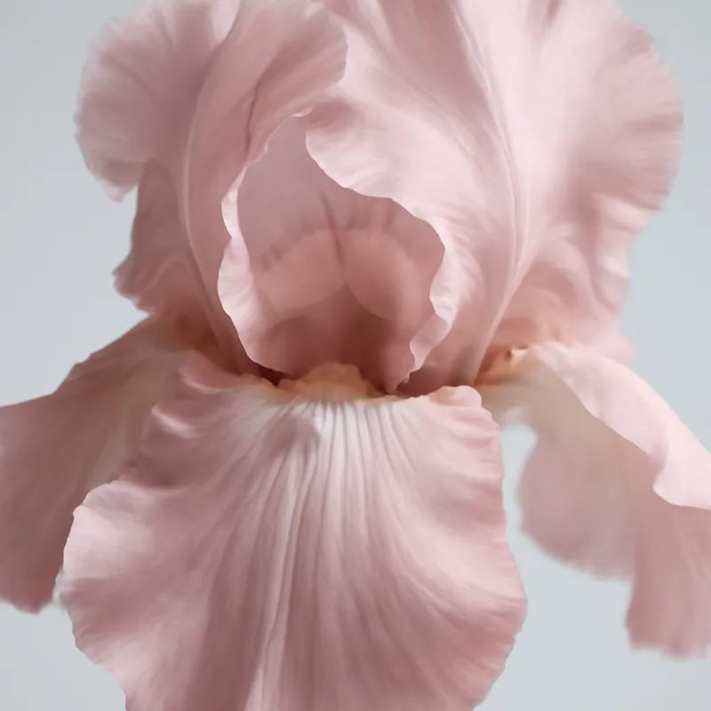 Iris – Pink – bilde 2