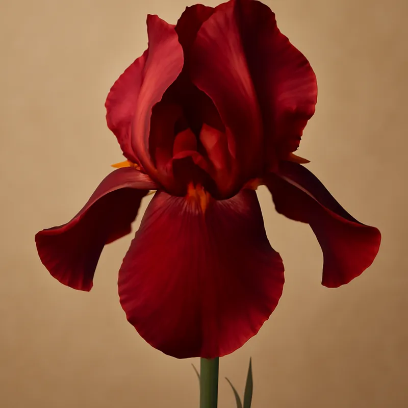 Deep purple iris – close-up of decorative petals