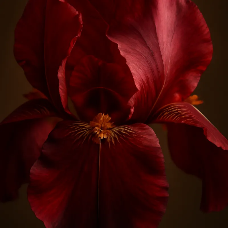 Iris – Red – bilde 2