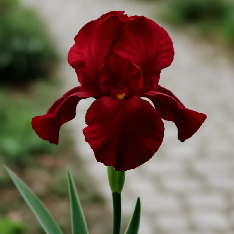 Iris – Red – bilde 4