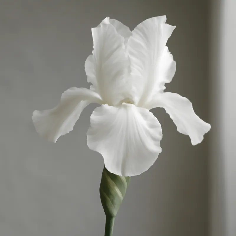 Iris – White