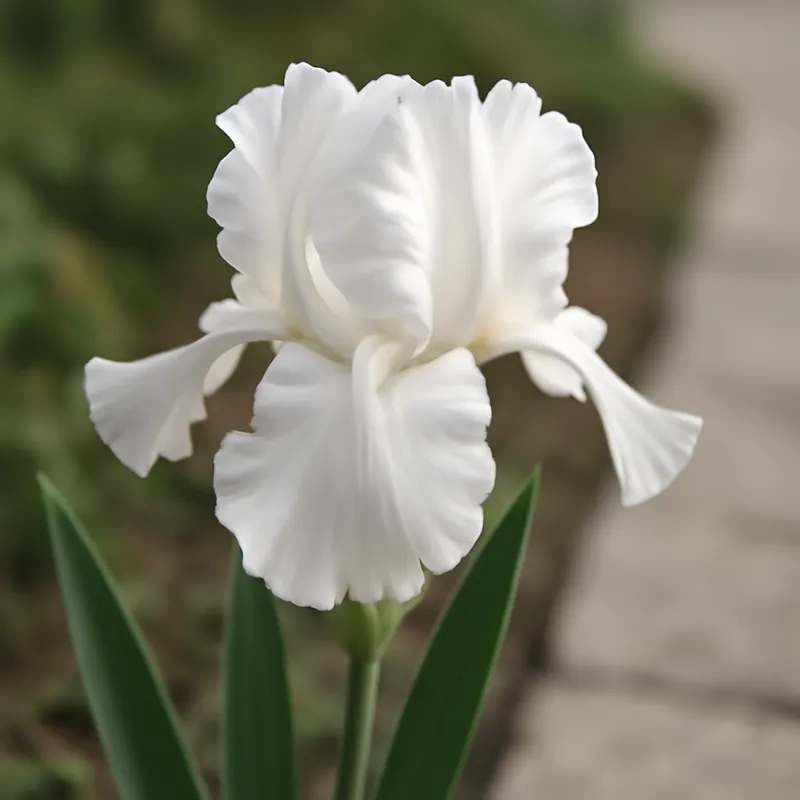 Iris – White – bilde 4