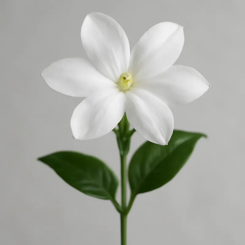 Jasmin – Classic – bilde 1