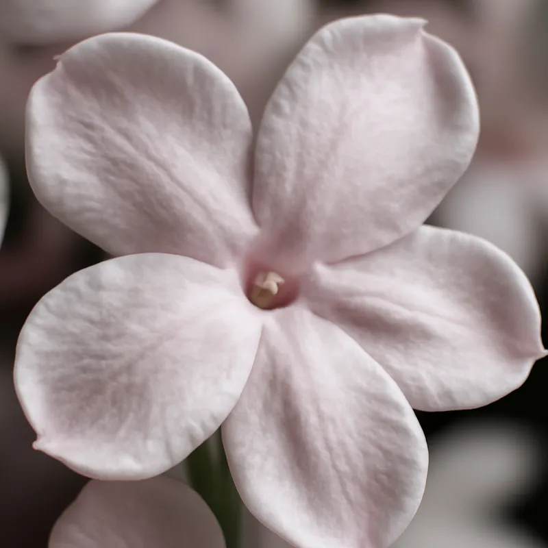 Jasmin – Pink – bilde 2