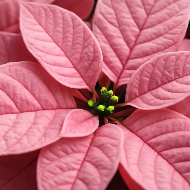 Julestjerne – Pink – bilde 2