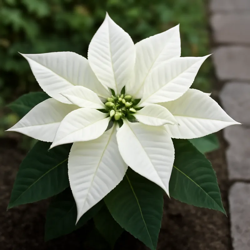 Julestjerne – White – bilde 4