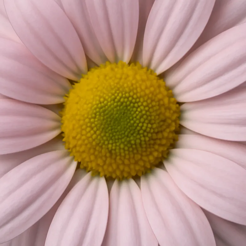 Kamille – Pink – bilde 2