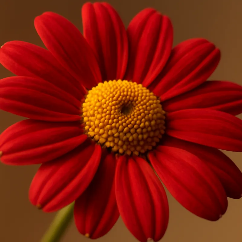 Kamille – Red – bilde 2