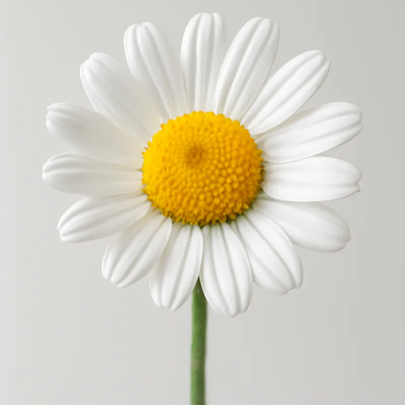 Kamille – White