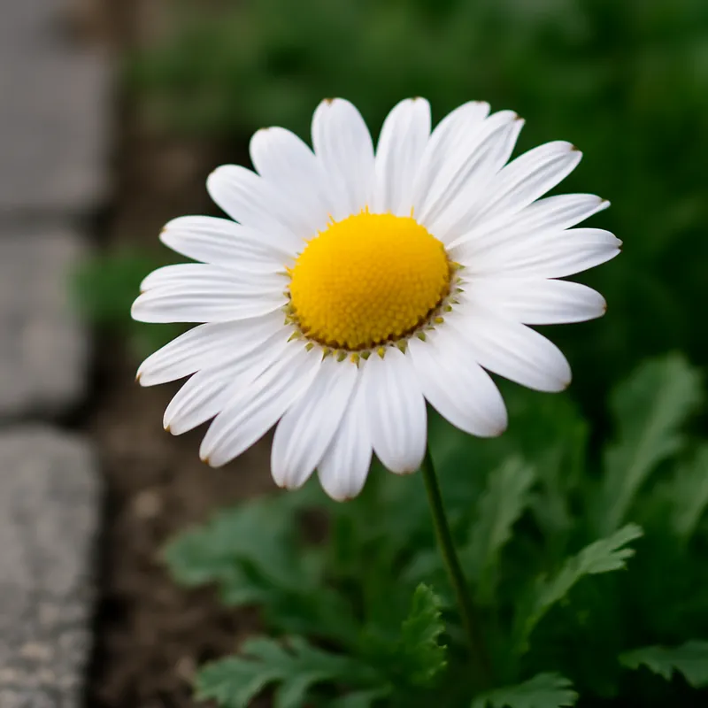 Kamille – White – bilde 4
