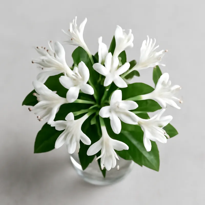 Kaprifol – White – bilde 3