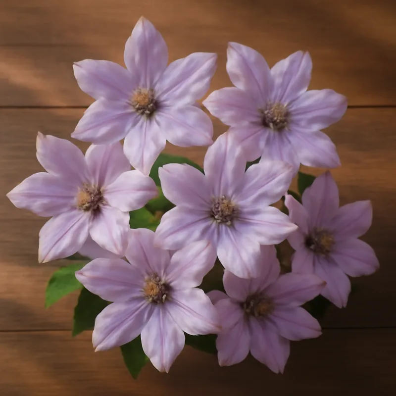 Klematis – Classic – bilde 3